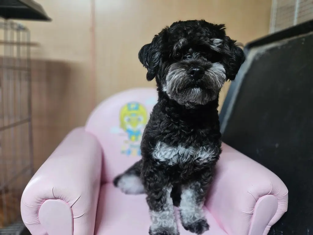 푸들 보호중 사진