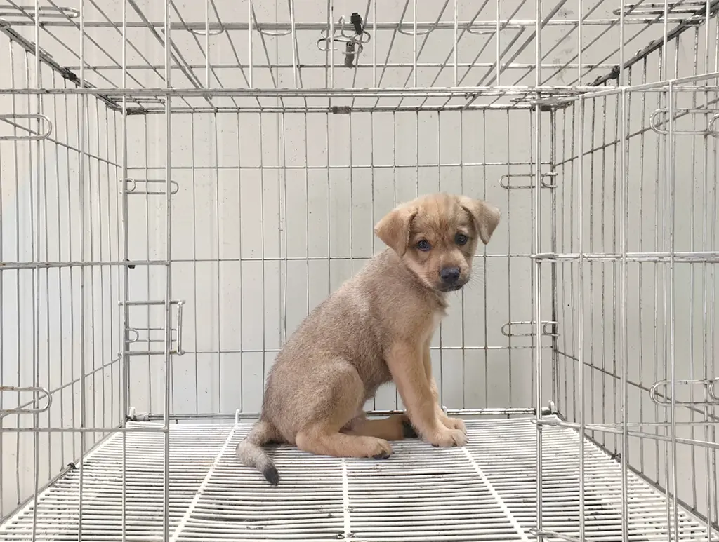 진도견 보호중 사진