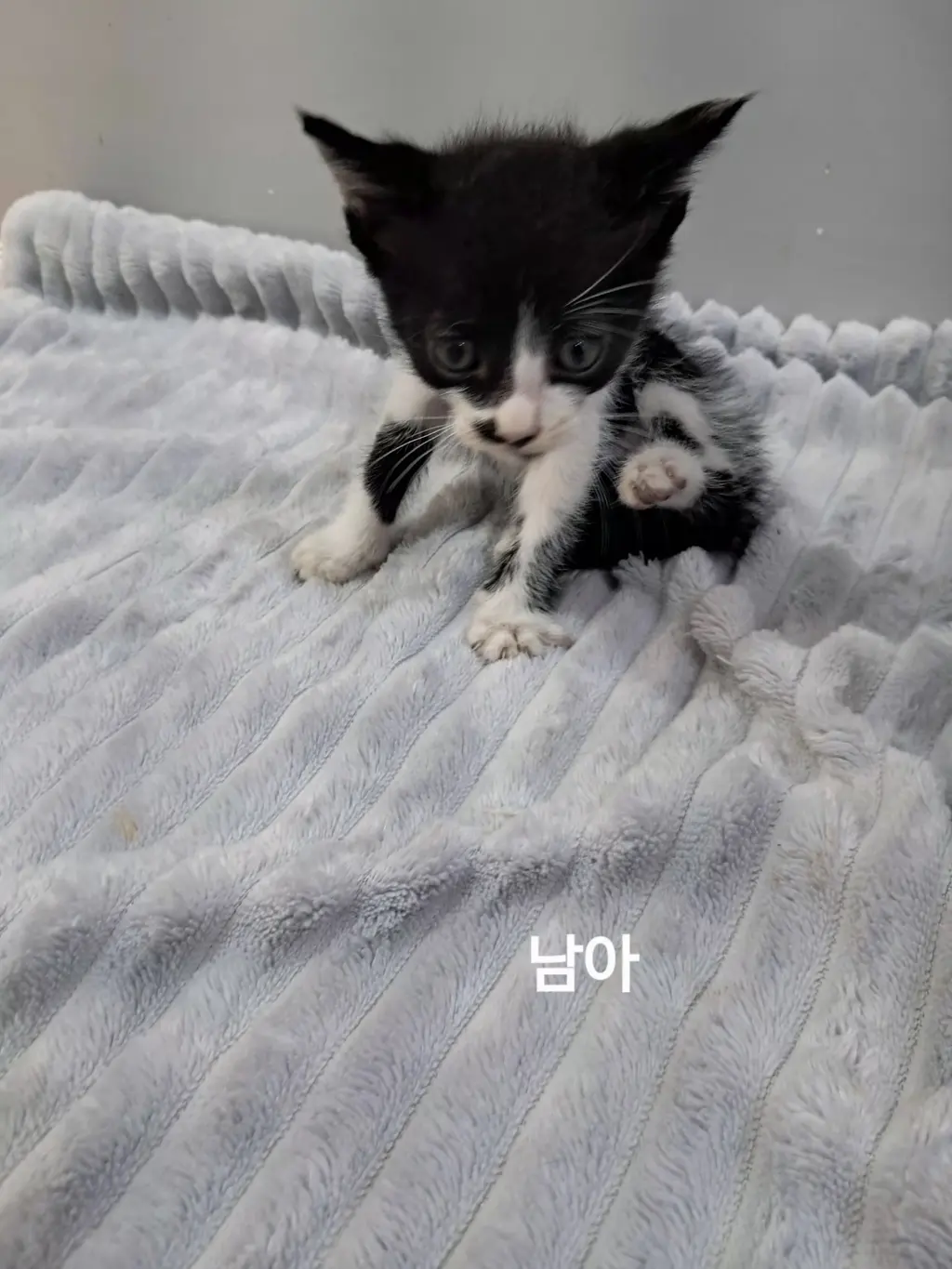 한국 고양이 보호중 사진