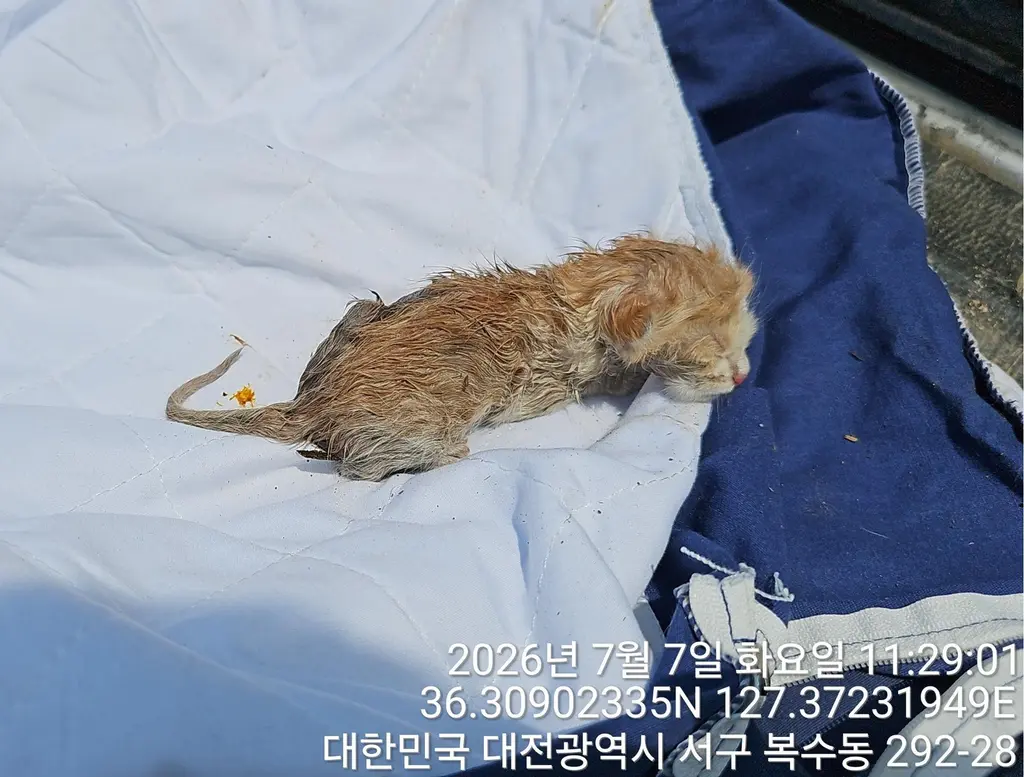 한국 고양이 보호중 사진