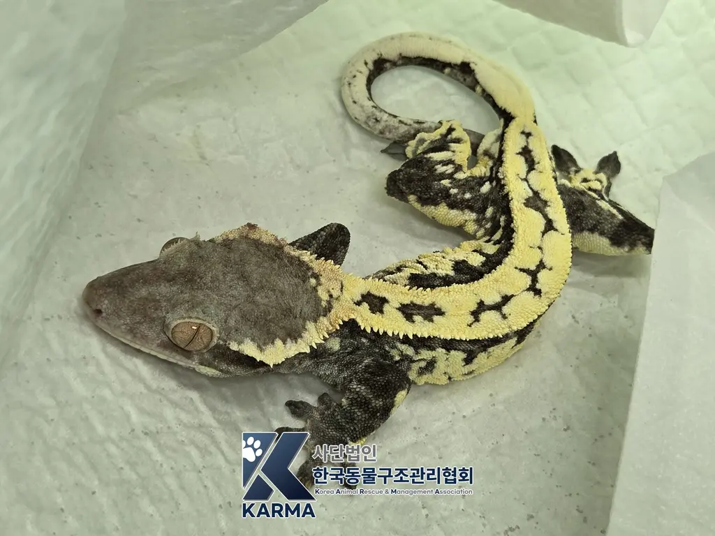 기타축종 보호중 사진