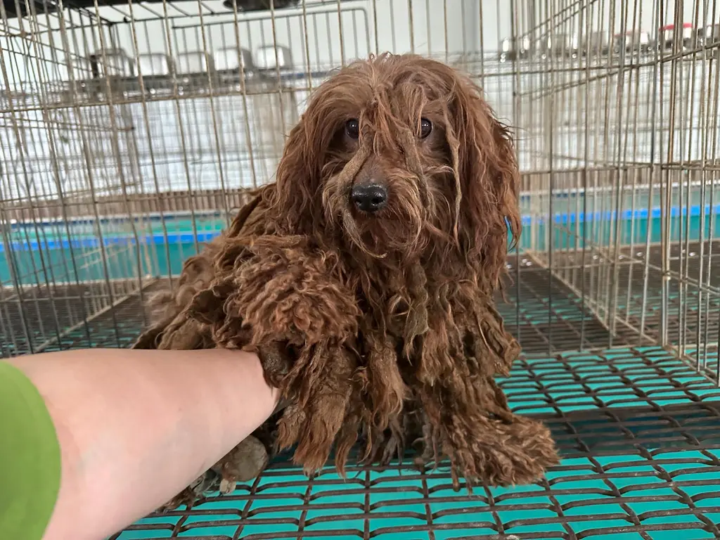 푸들 보호중 사진