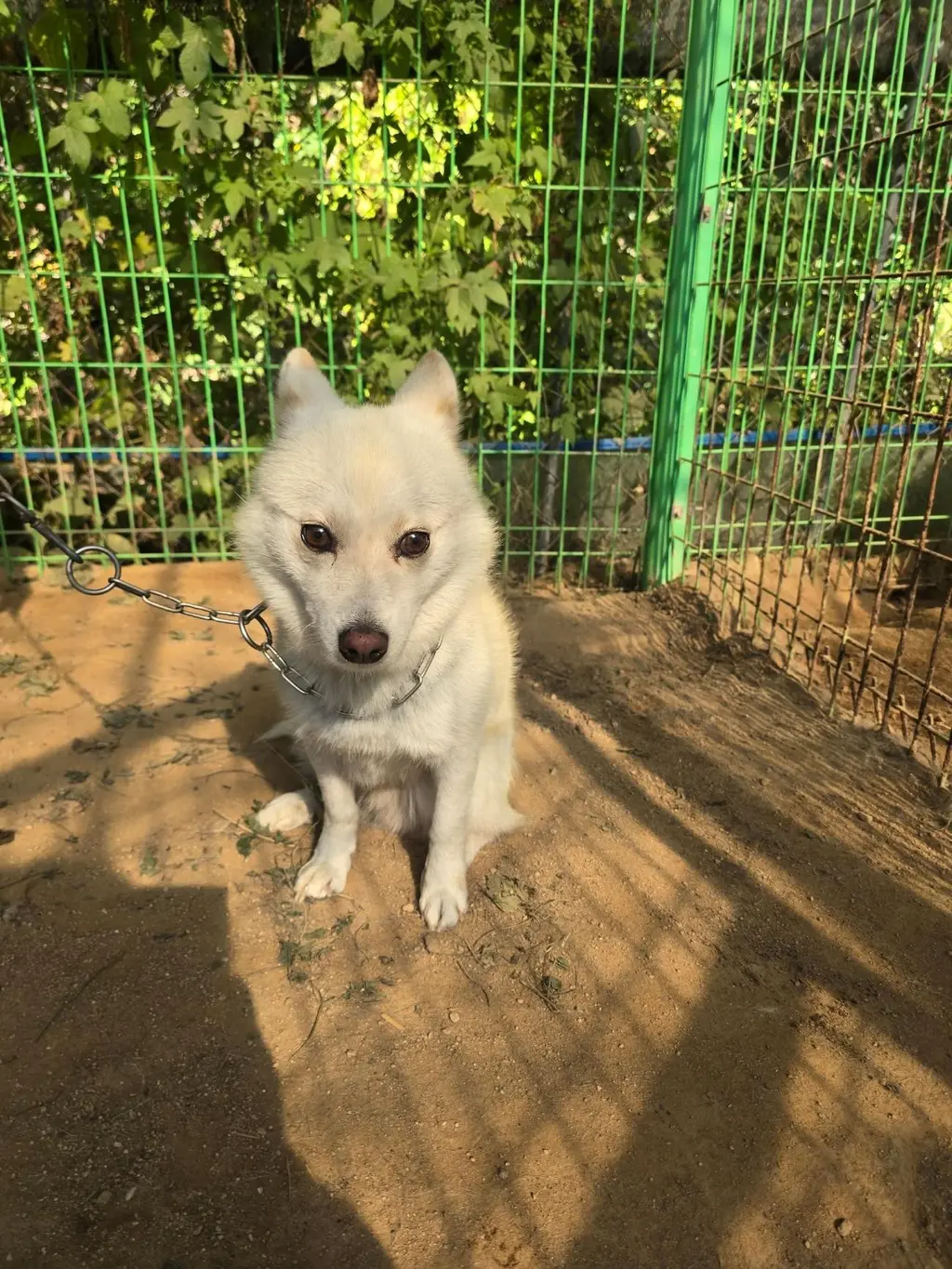 믹스견 보호중 사진