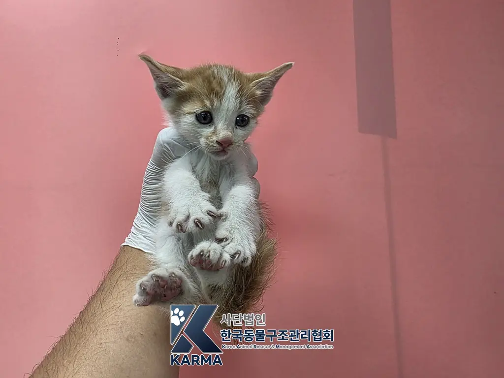 한국 고양이 보호중 사진