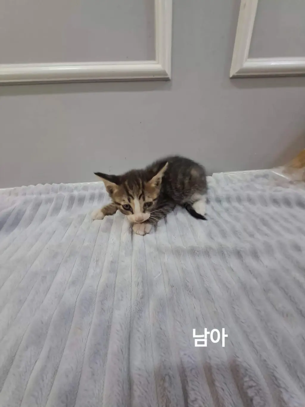 한국 고양이 보호중 사진
