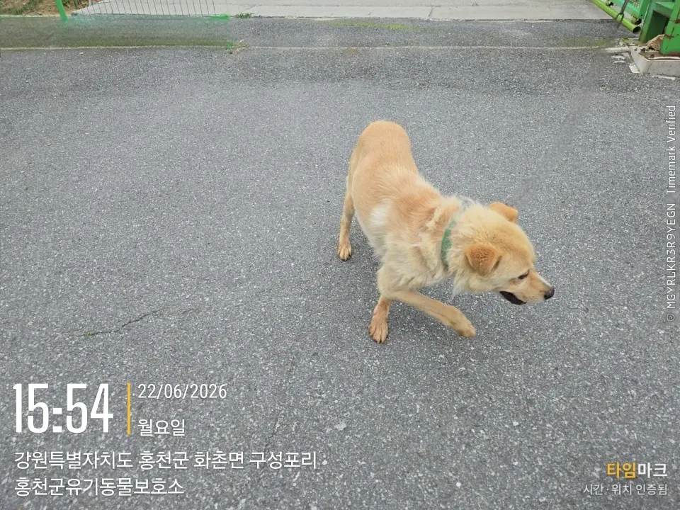 믹스견 보호중 사진