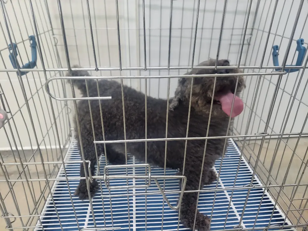 푸들 보호중 사진