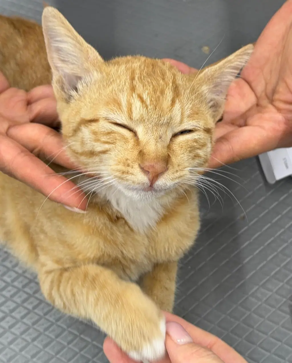 한국 고양이 보호중 사진