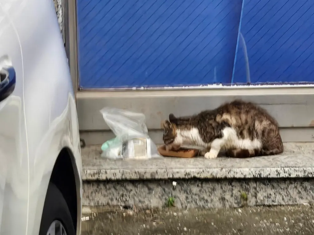 한국 고양이 보호중 사진