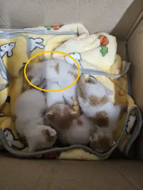 한국 고양이 보호중 사진