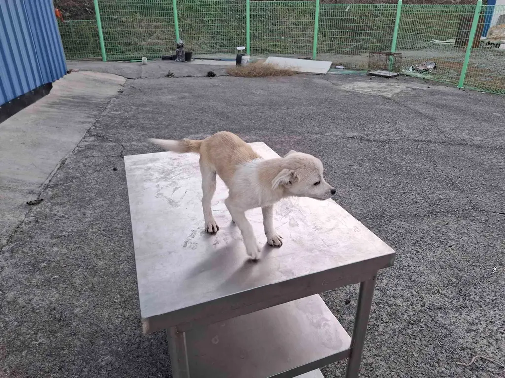 믹스견 보호중 사진