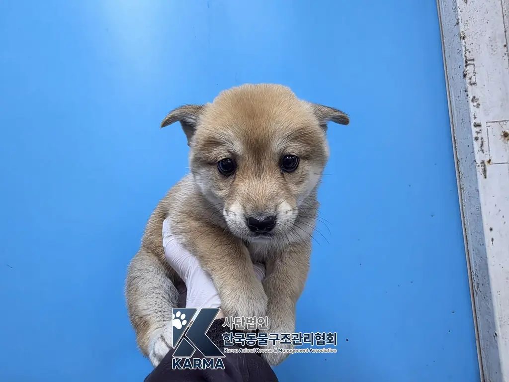 믹스견 보호중 사진