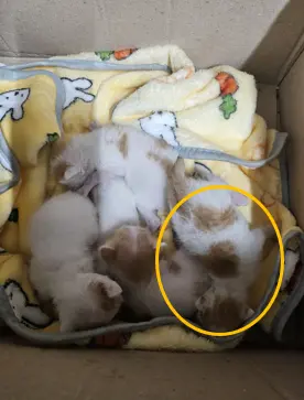 한국 고양이 보호중 사진