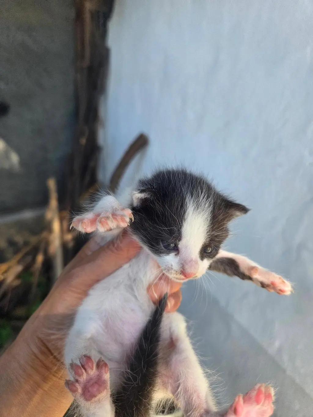 한국 고양이 보호중 사진