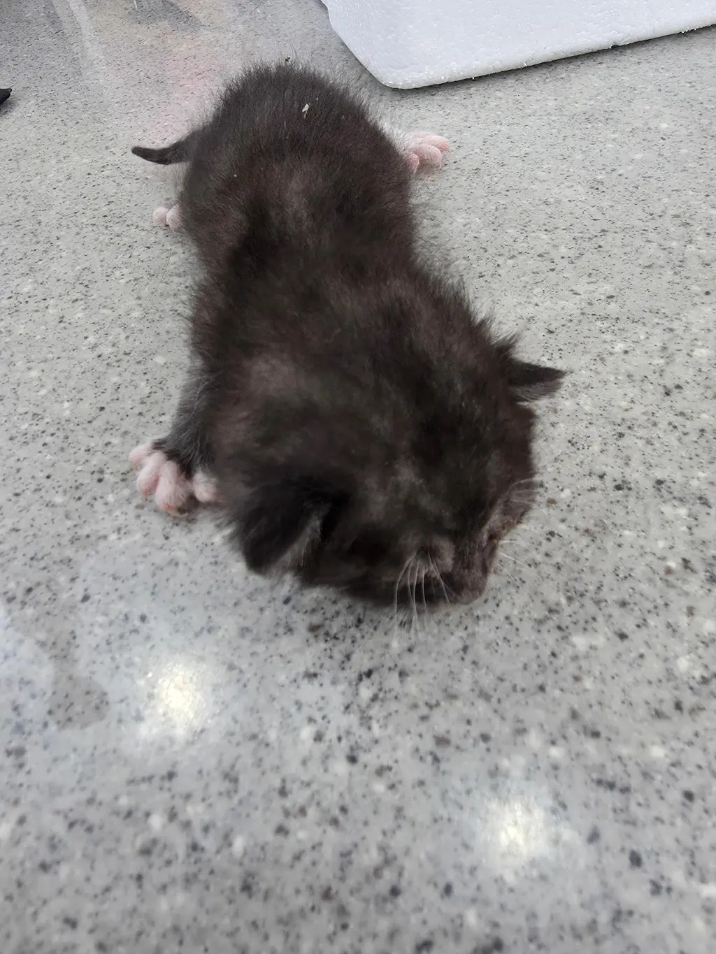 한국 고양이 보호중 사진