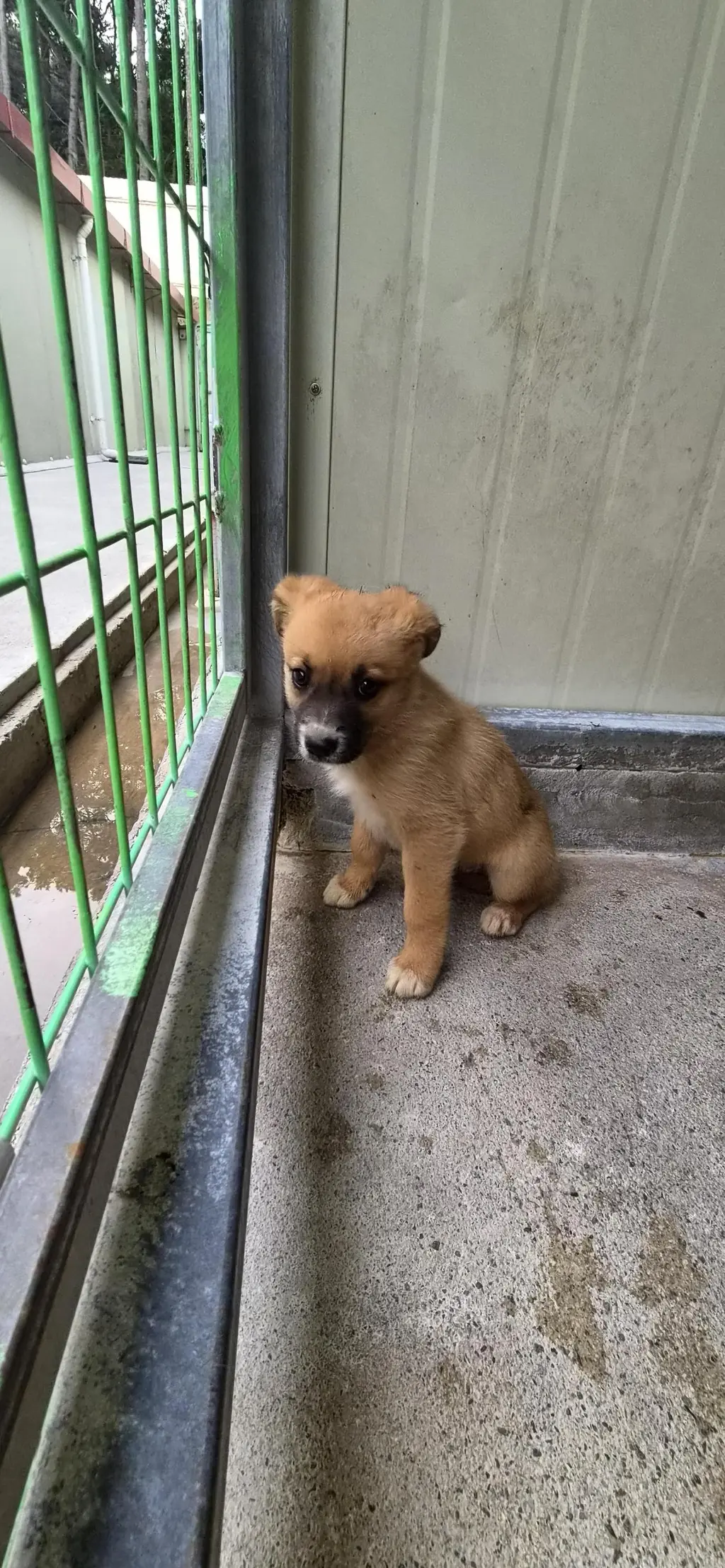 믹스견 보호중 사진
