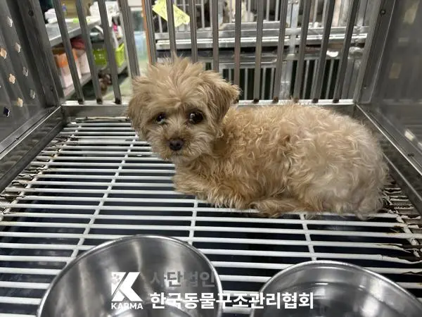 믹스견 보호중 사진