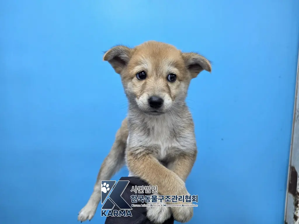 믹스견 보호중 사진