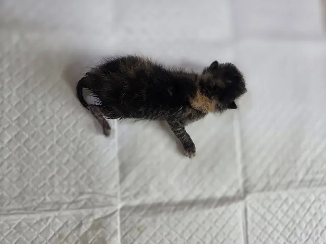 한국 고양이 보호중 사진