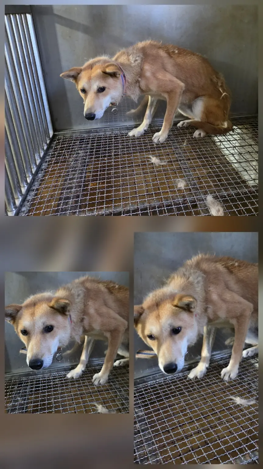 믹스견 보호중 사진