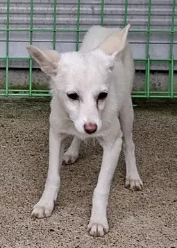 믹스견 보호중 사진