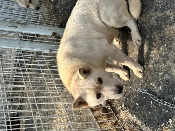 믹스견 보호중 사진
