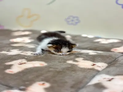 믹스묘 보호중 사진