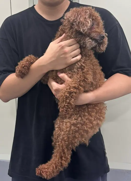 푸들 보호중 사진