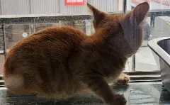 한국 고양이 보호중 사진