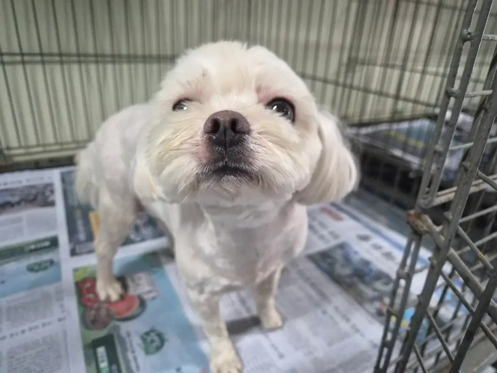 말티즈 보호중 사진