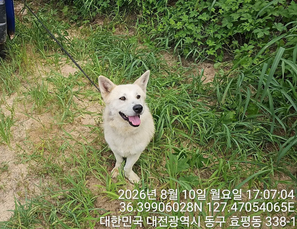 믹스견 보호중 사진