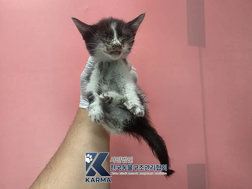한국 고양이 보호중 사진