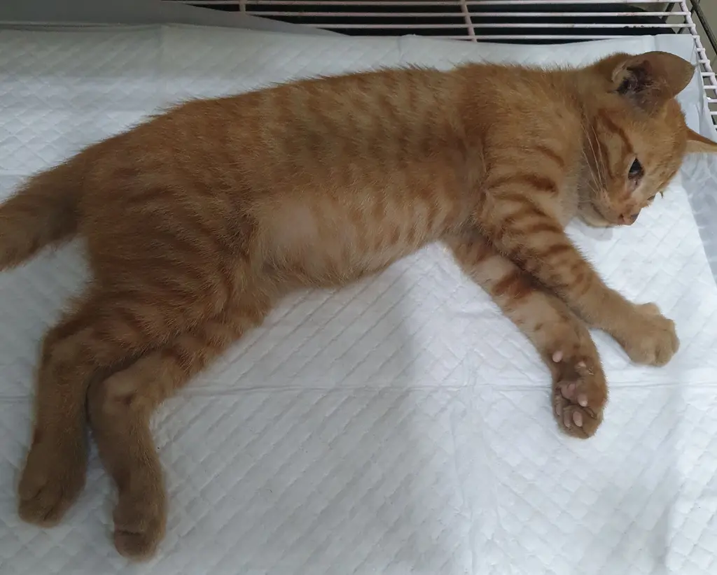 한국 고양이 보호중 사진