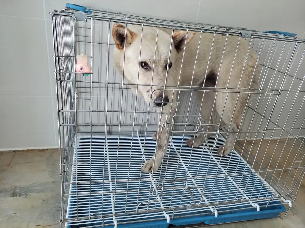 믹스견 보호중 사진
