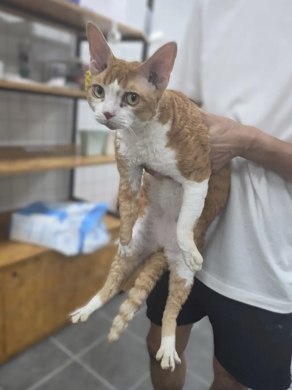 믹스묘 보호중 사진