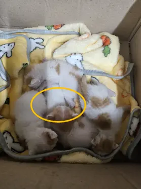 한국 고양이 보호중 사진