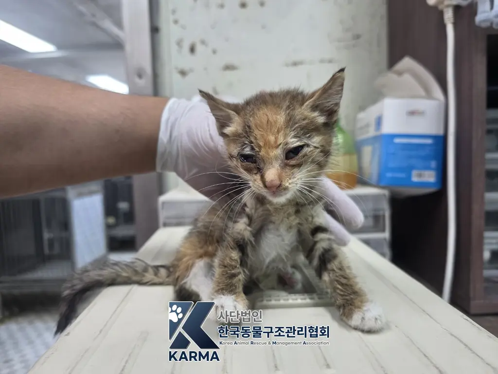 한국 고양이 보호중 사진