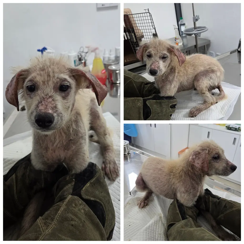 믹스견 보호중 사진