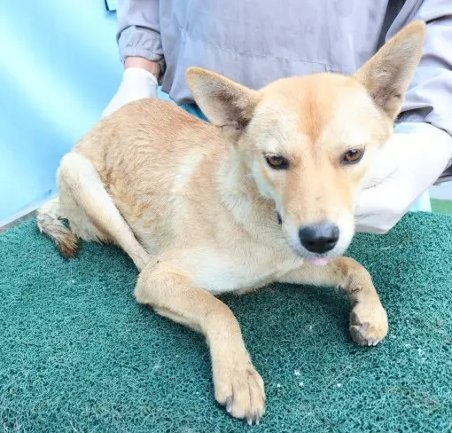 믹스견 보호중 사진