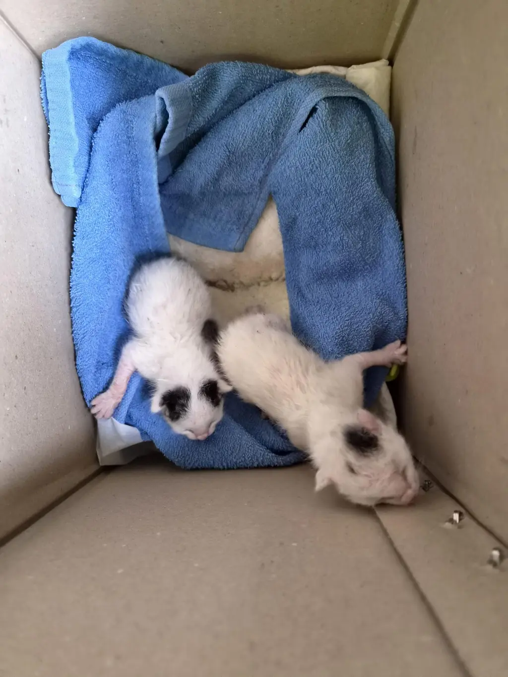 한국 고양이 보호중 사진