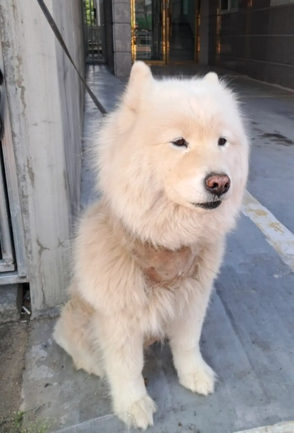 믹스견 보호중 사진