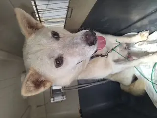 진도견 보호중 사진