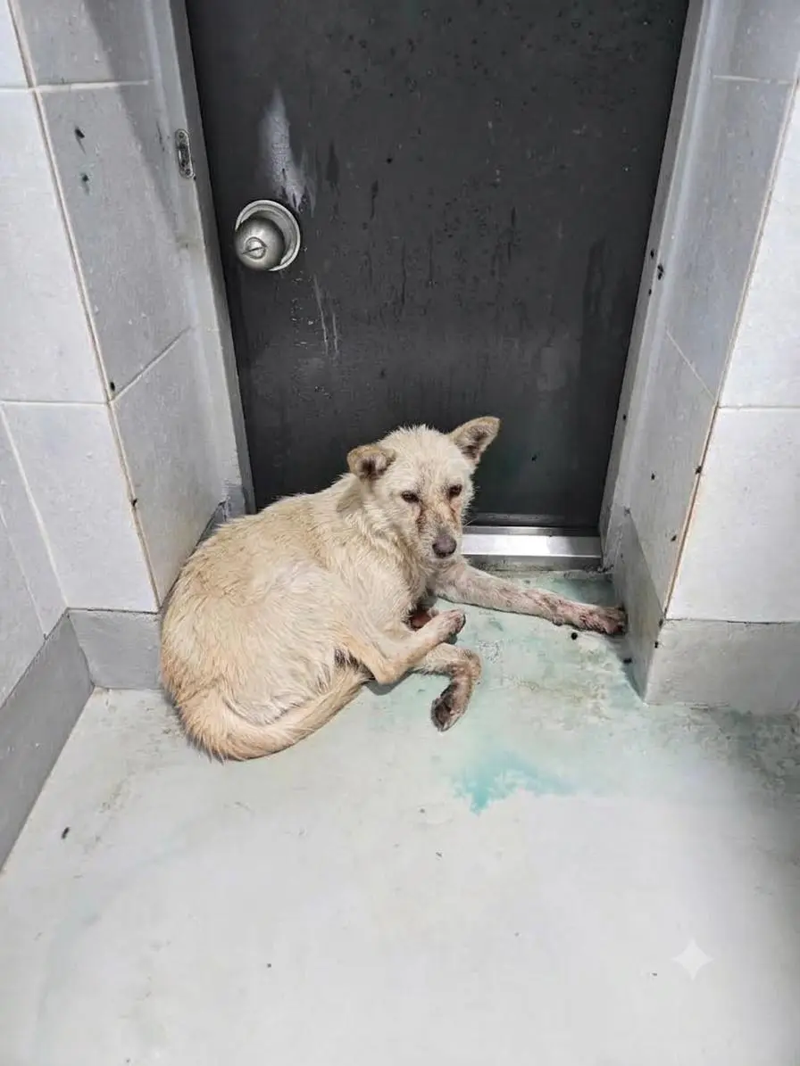 믹스견 보호중 사진