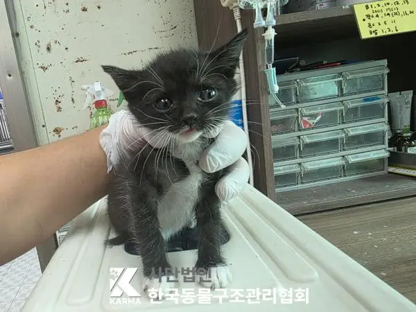 한국 고양이 보호중 사진