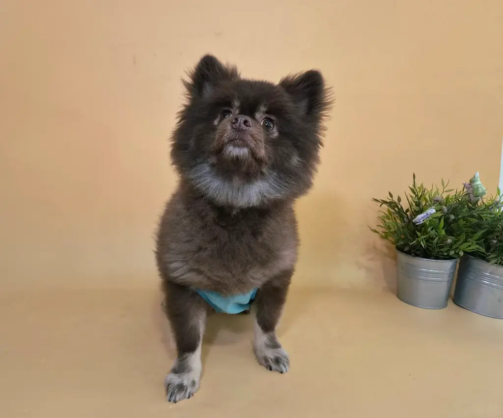 포메라니안 보호중 사진