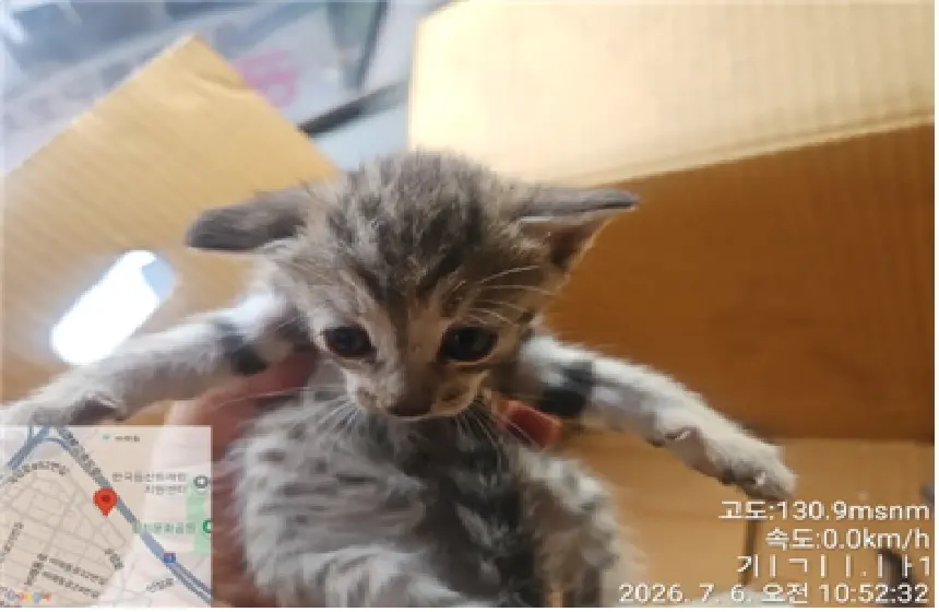 한국 고양이 보호중 사진