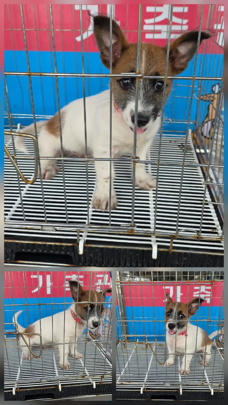 믹스견 보호중 사진