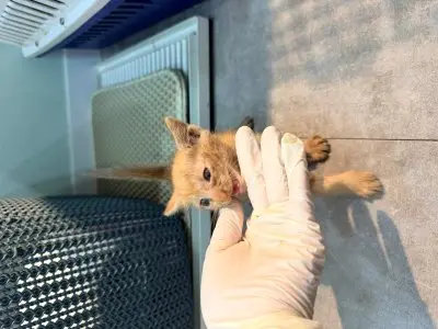 한국 고양이 보호중 사진