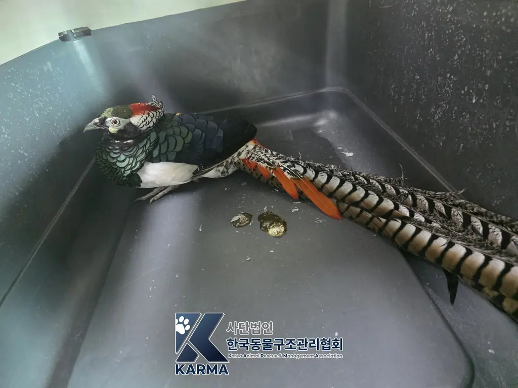 기타축종 보호중 사진