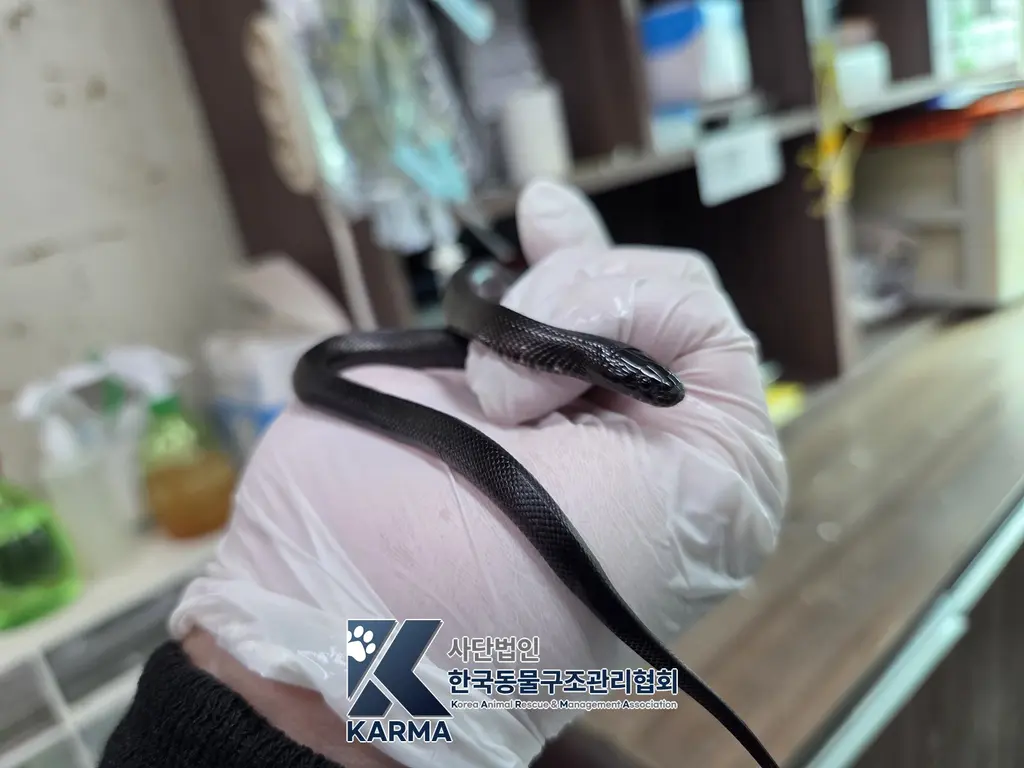 기타축종 보호중 사진
